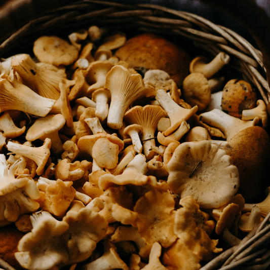 The Natural Approach to Stress Relief: Lion's Mane vs. Reishi Mushroom